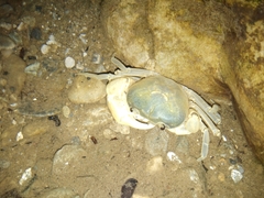 Geothelphusa cinerea
