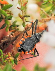 Rhynocoris tristis