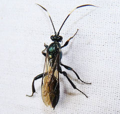 Platylabus clarus