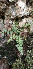 Asplenium bradleyi