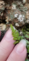 Asplenium bradleyi