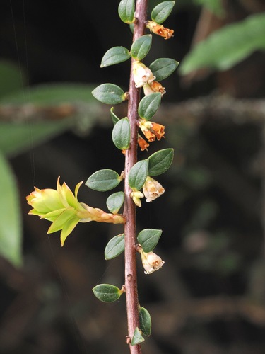 Disterigma alaternoides