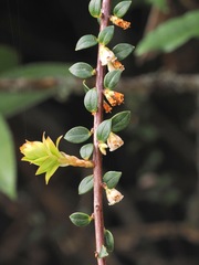 Disterigma alaternoides