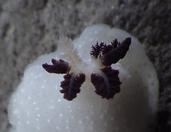 Cadlina limbaughorum