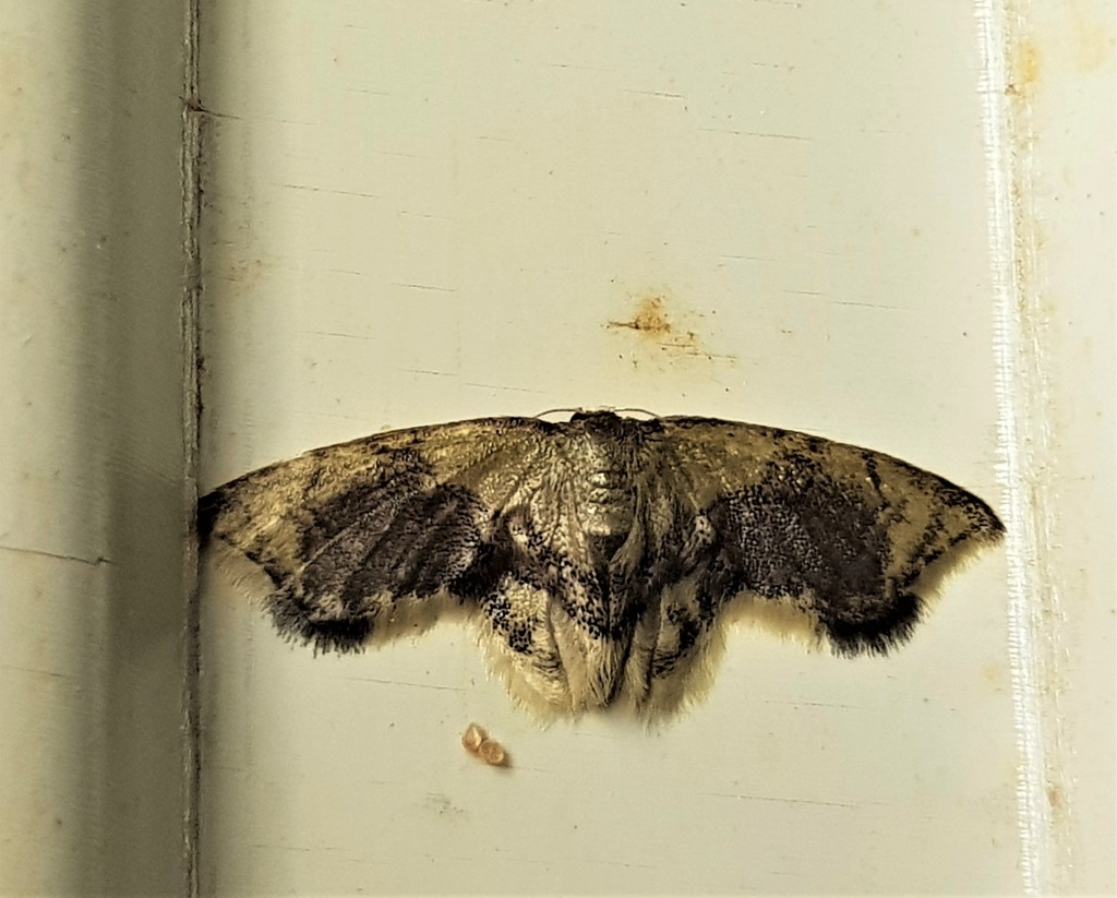Idaea angulata