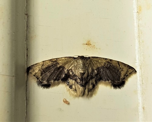 Idaea angulata