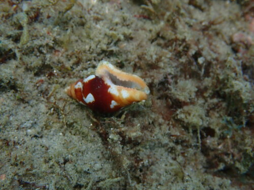 Columbella haemastoma observed 2025-07-09