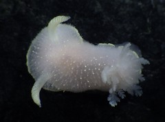 Acanthodoris hudsoni