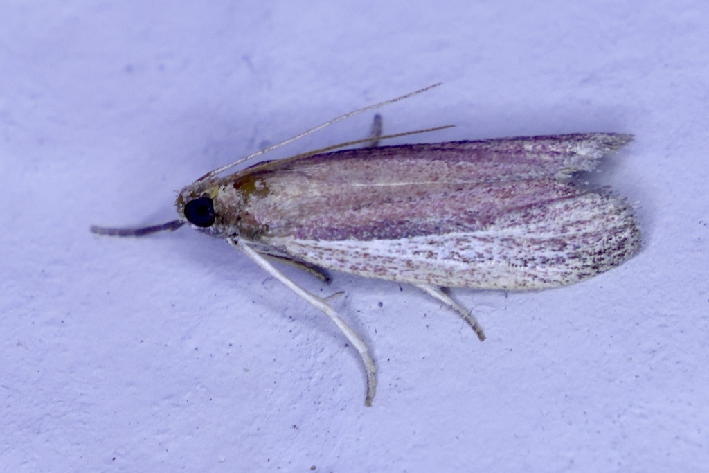 Peoria bipartitella