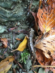 Speleomantes italicus