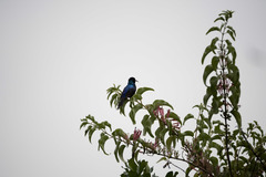 Cinnyris erythrocercus