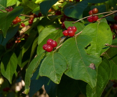 Lonicera maackii