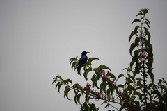 Cinnyris erythrocercus