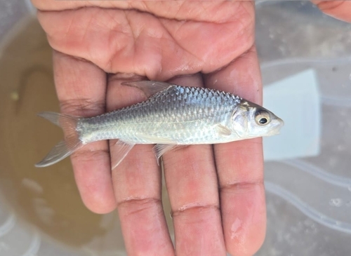 Barbus (Labeobarbus altianalis) — Cyprinidae — 3