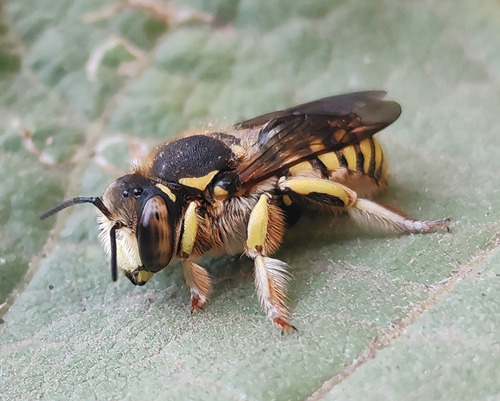 Florentine Woolcarder Bee, photo 6 of 8
