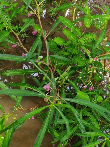 Hydrocera triflora, photograph 5