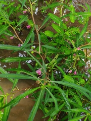 Hydrocera triflora, photograph (c) Tim Parker, some rights reserved (CC BY)