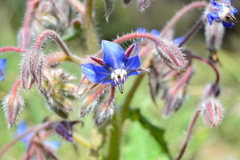 Borago officinalis