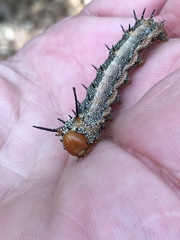 Anisota fuscosa