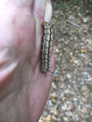 Anisota fuscosa