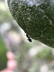 Crematogaster coarctata