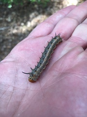 Anisota fuscosa