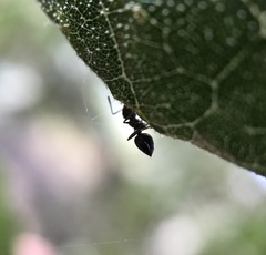 Crematogaster coarctata