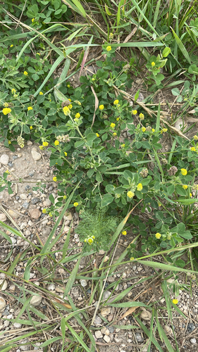 Black Medick