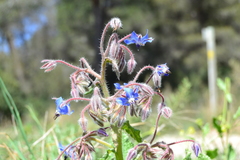 Borago officinalis