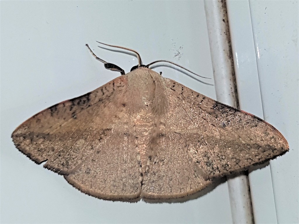 Tanyodes