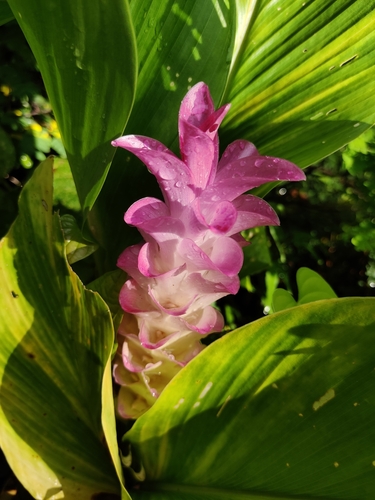 hidden lily (Curcuma petiolata)