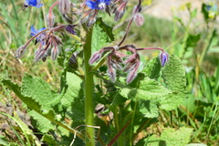 Borago officinalis