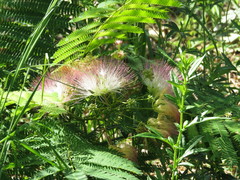 Albizia julibrissin