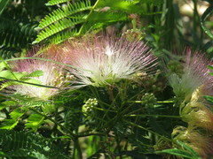 Albizia julibrissin