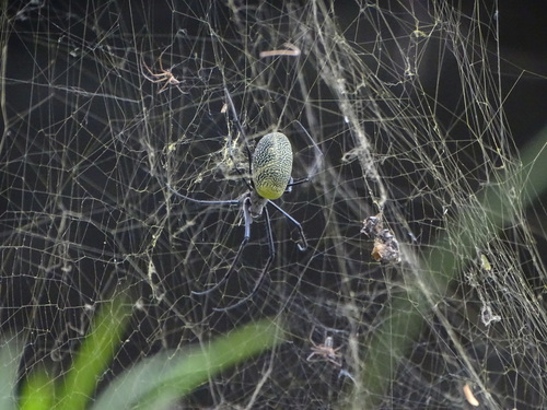 Hairy Golden Orb-weaving Spider