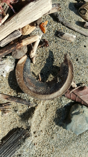 Haba (Hura polyandra)