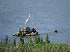 Ardea alba