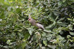 Urocolius macrourus