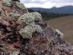 Protoparmeliopsis pinguis