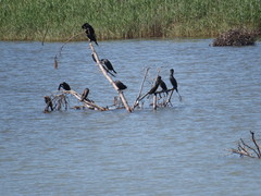 Phalacrocoracidae