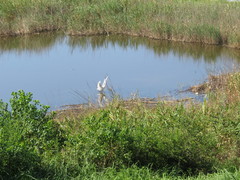 Ardea alba