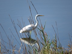 Ardea alba