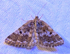 Eufidonia discospilata