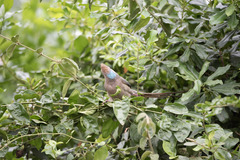 Urocolius macrourus