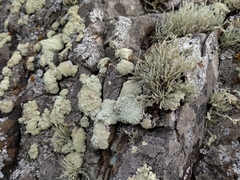 Protoparmeliopsis pinguis