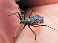 Rhynocoris tristis