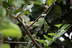 Acanthocercus ugandaensis