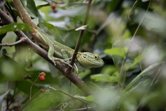 Acanthocercus ugandaensis