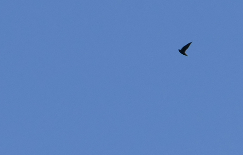 andorinhão-de-rabo-curto (Chaetura brachyura)