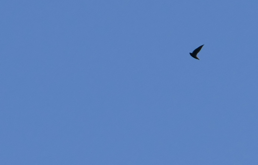 Short-tailed Swift (Chaetura brachyura)